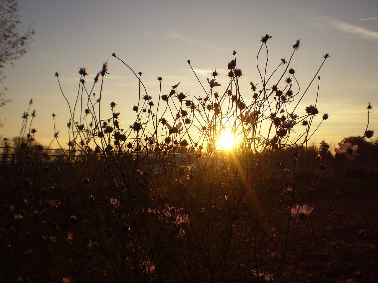 sunset silhouette flowers sun free photo