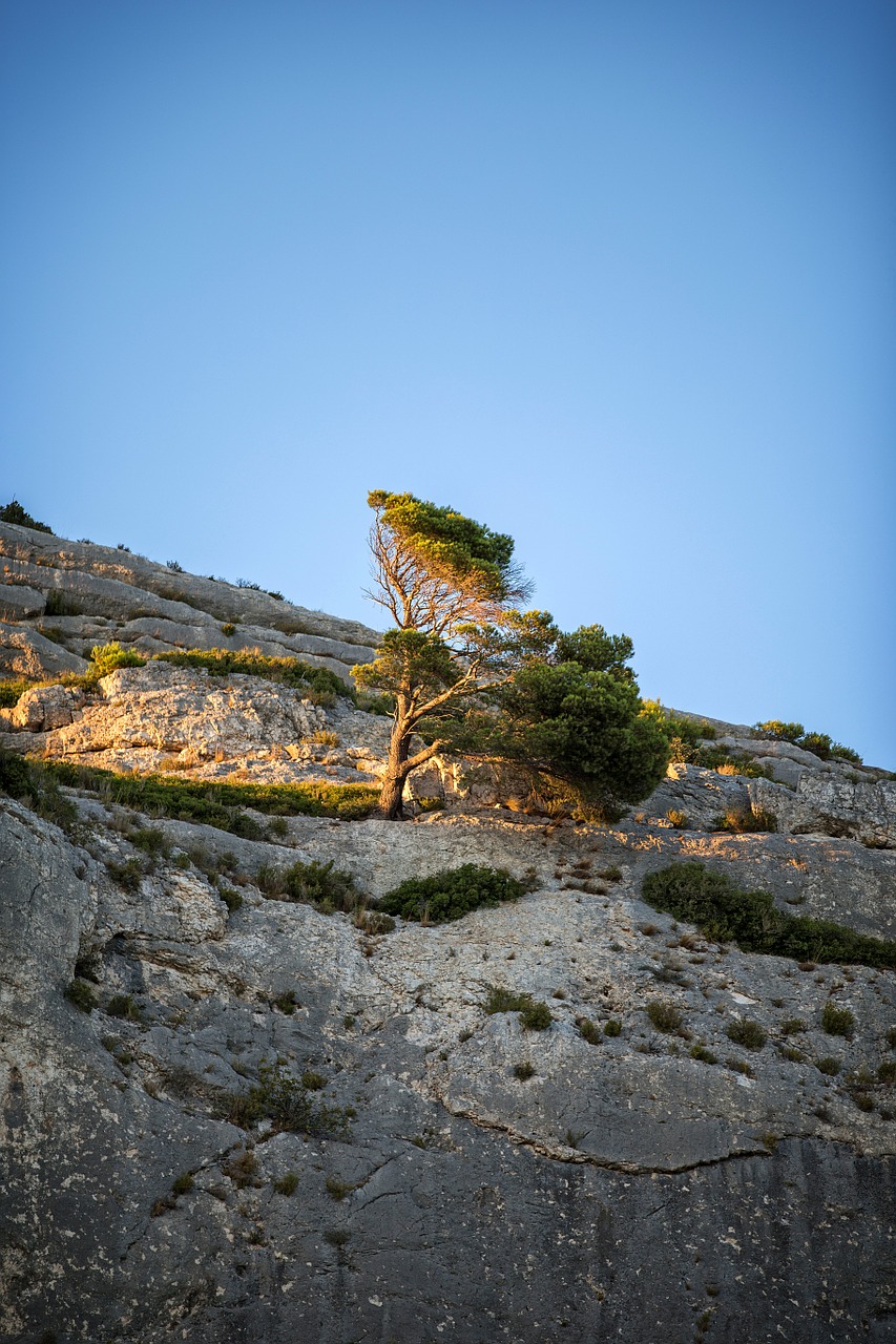 sunset provence pine free photo