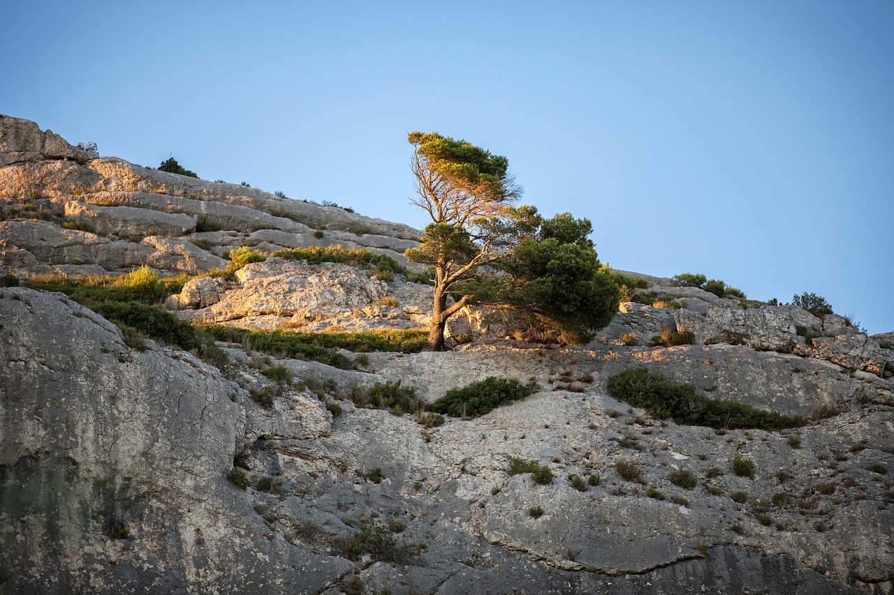 sunset provence pine free photo