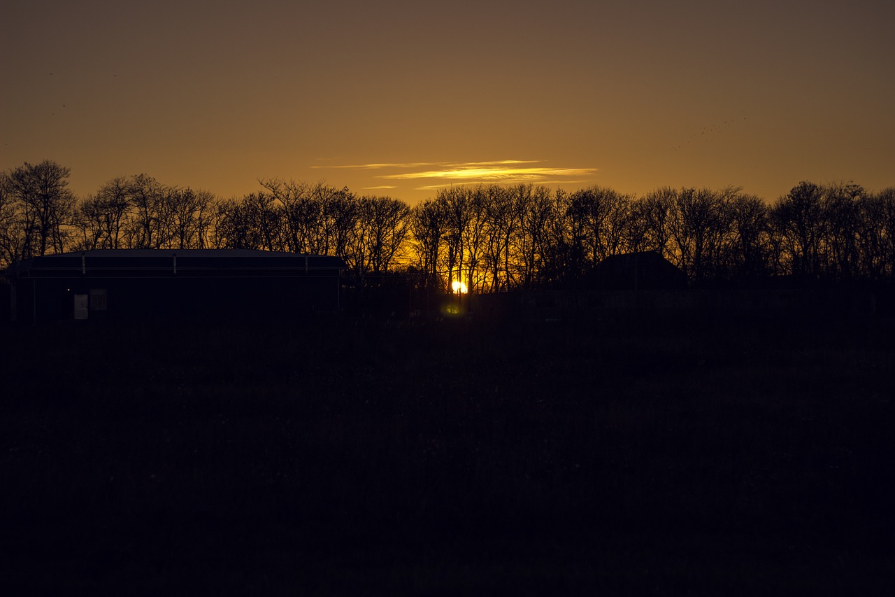 sunset trees evening free photo