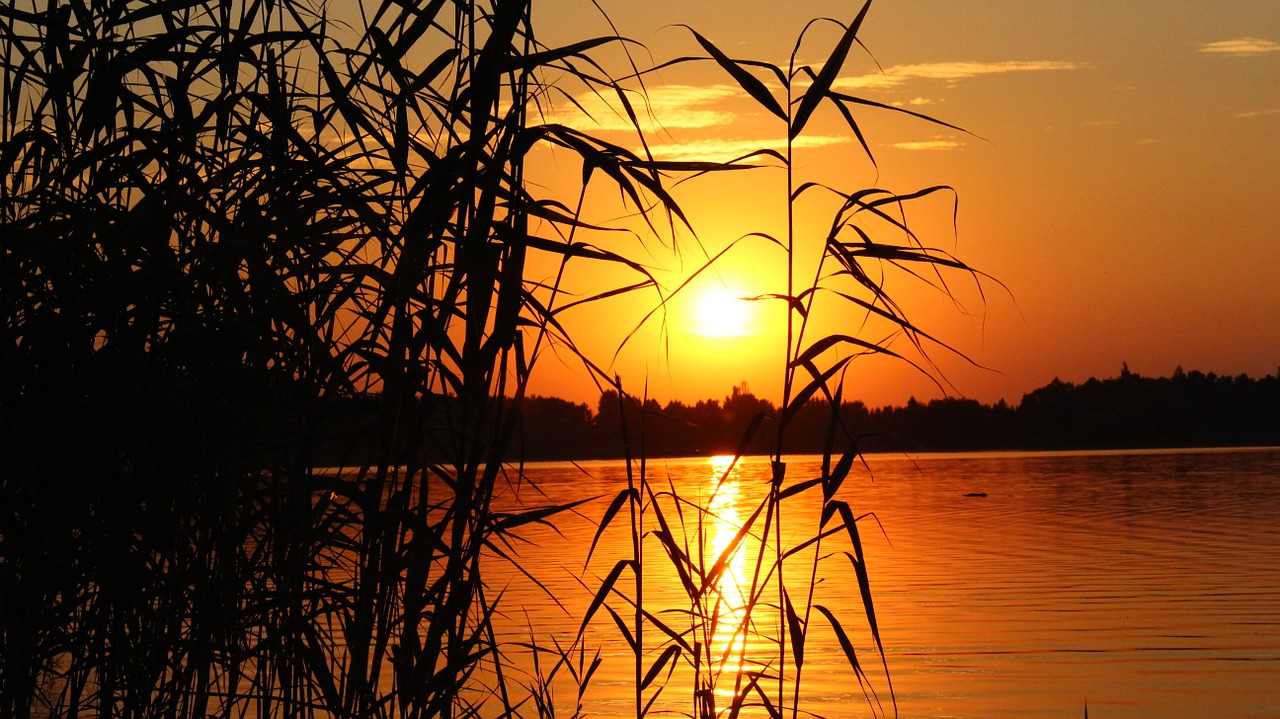 sunset the bushes the sun free photo