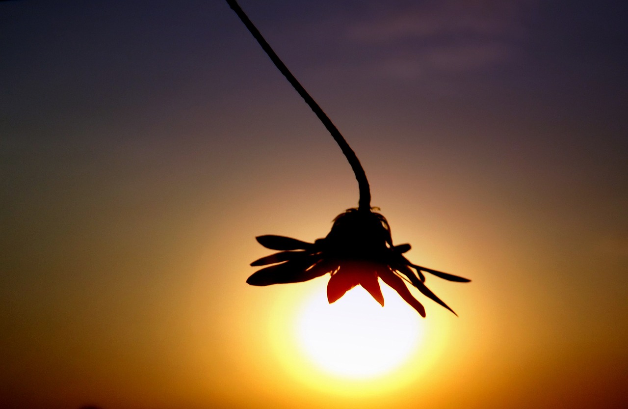 sunset silhouette east free photo