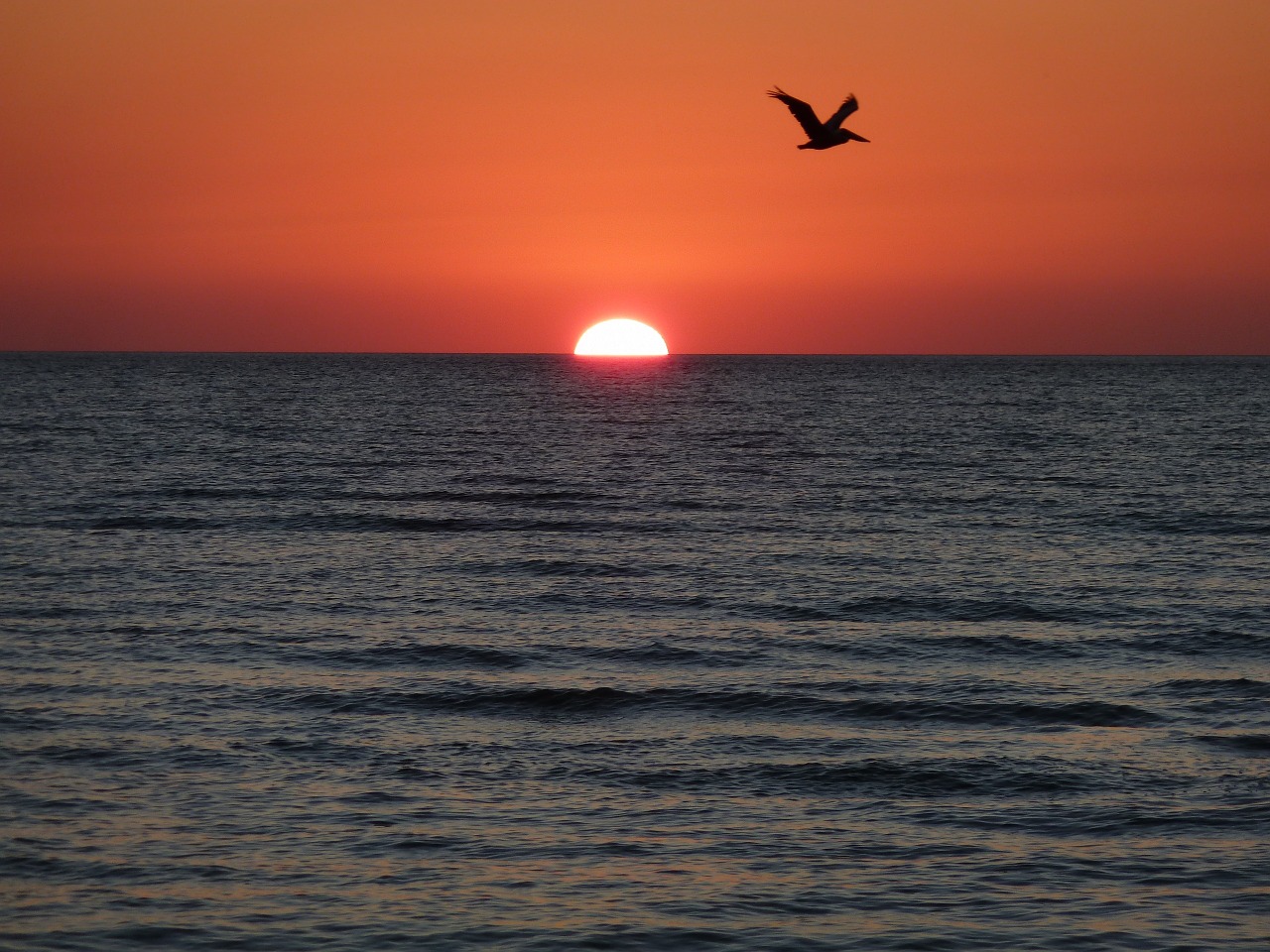 sunset bird mood free photo