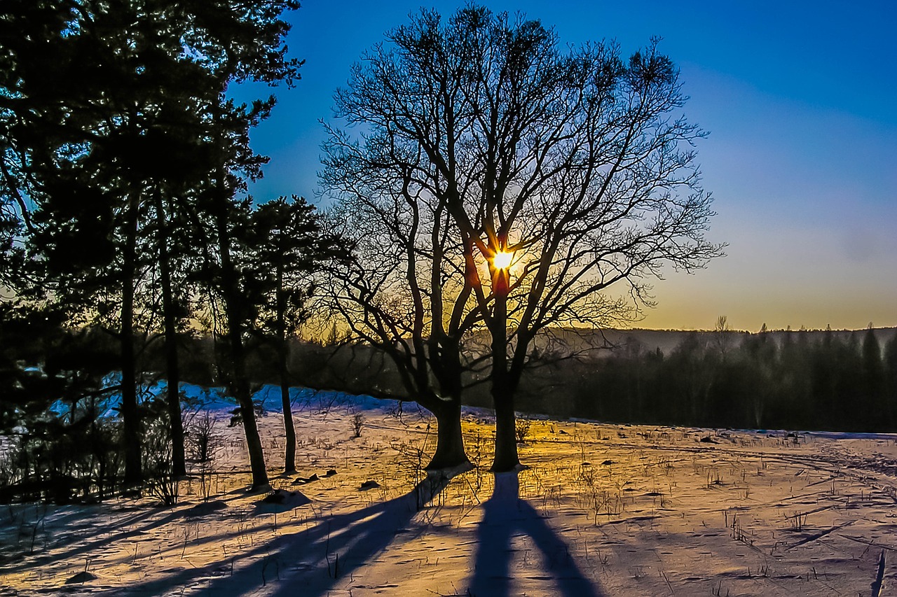 sunset tree snow free photo