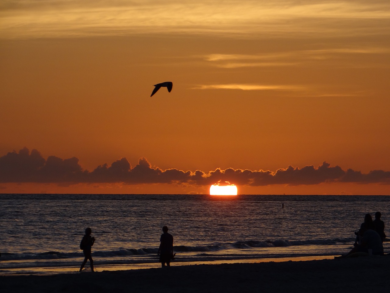 sunset florida seagull free photo