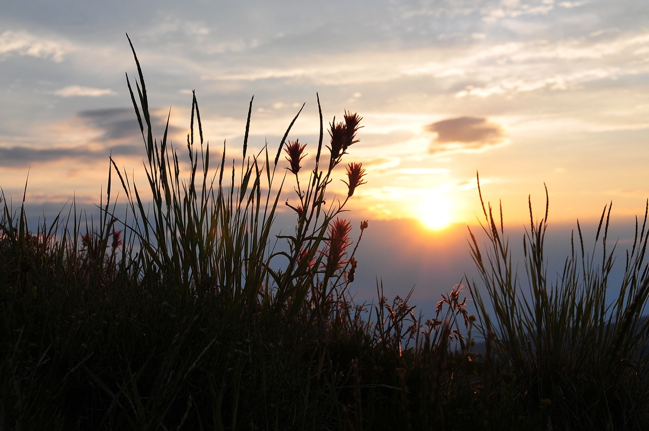 sunset scarlet paintbrush wildflowers free photo