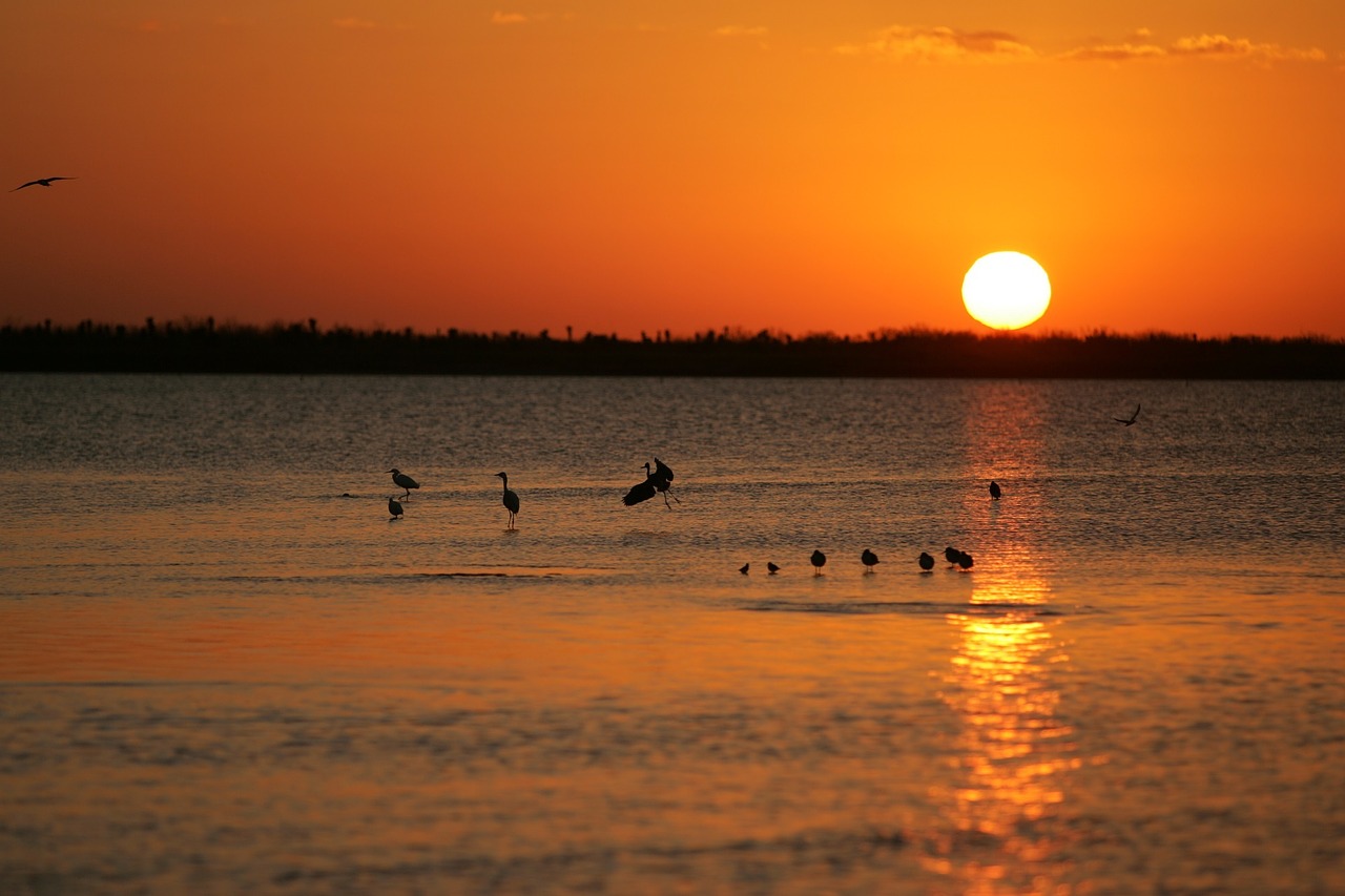 sunset birds water free photo