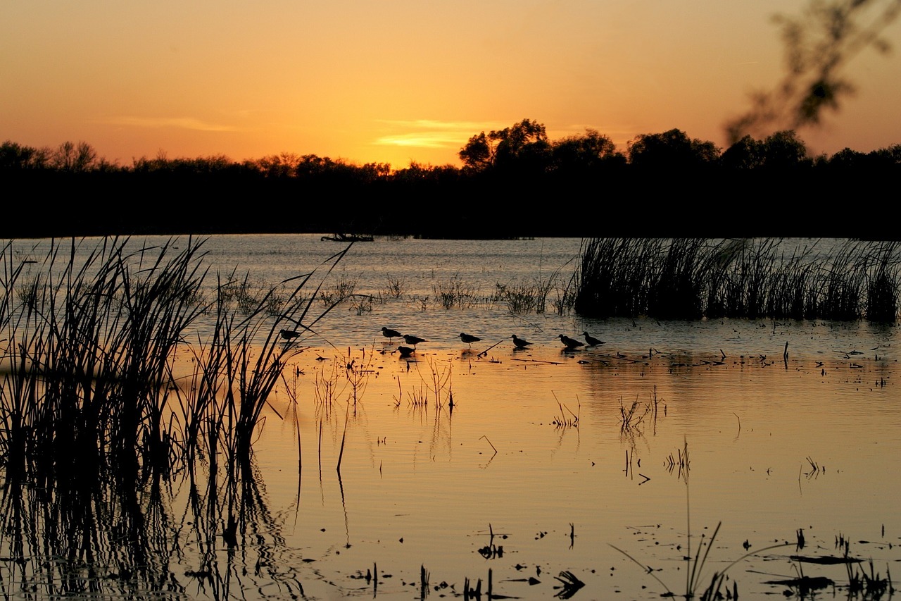 sunset birds water free photo