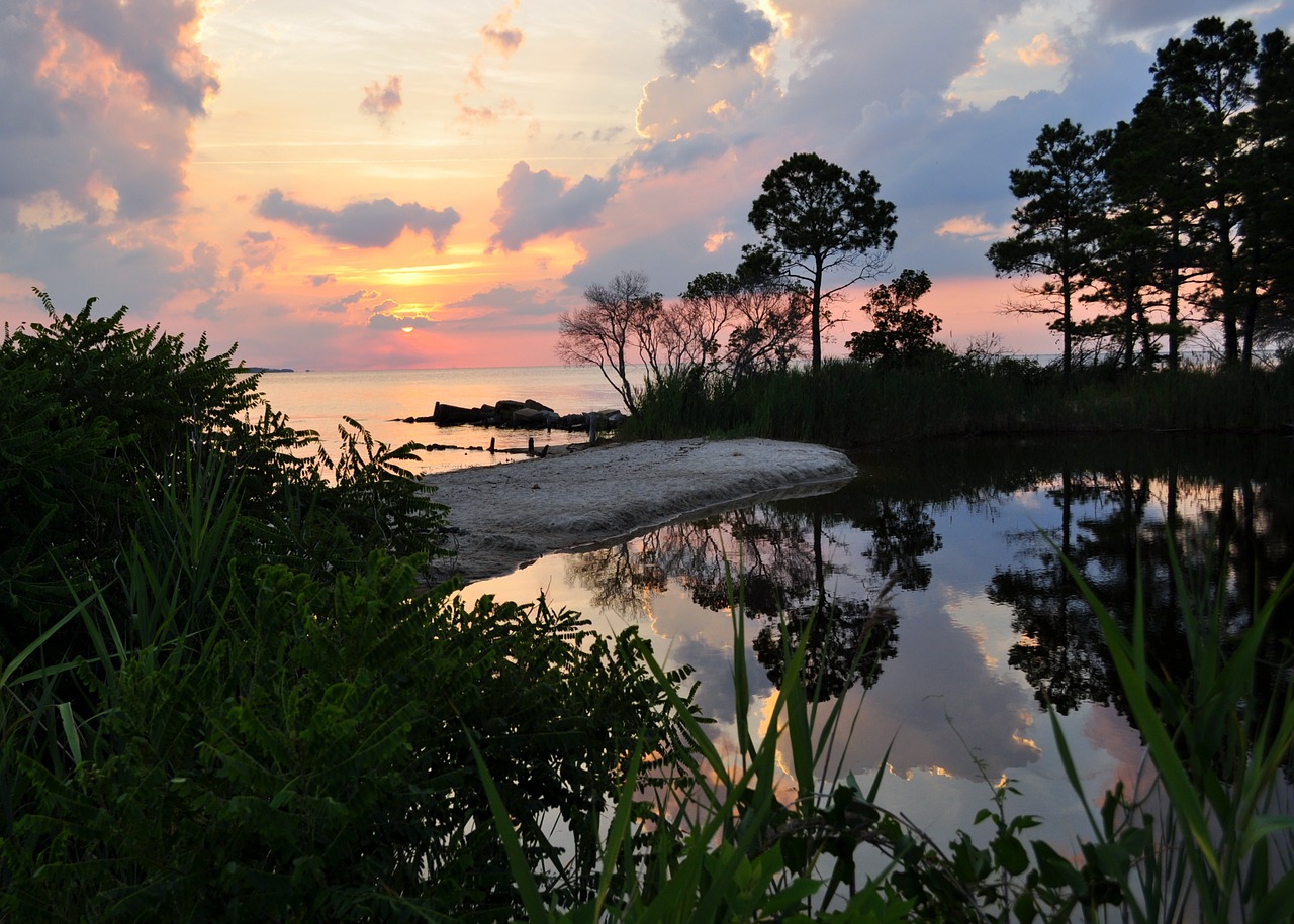 sunset water tree free photo