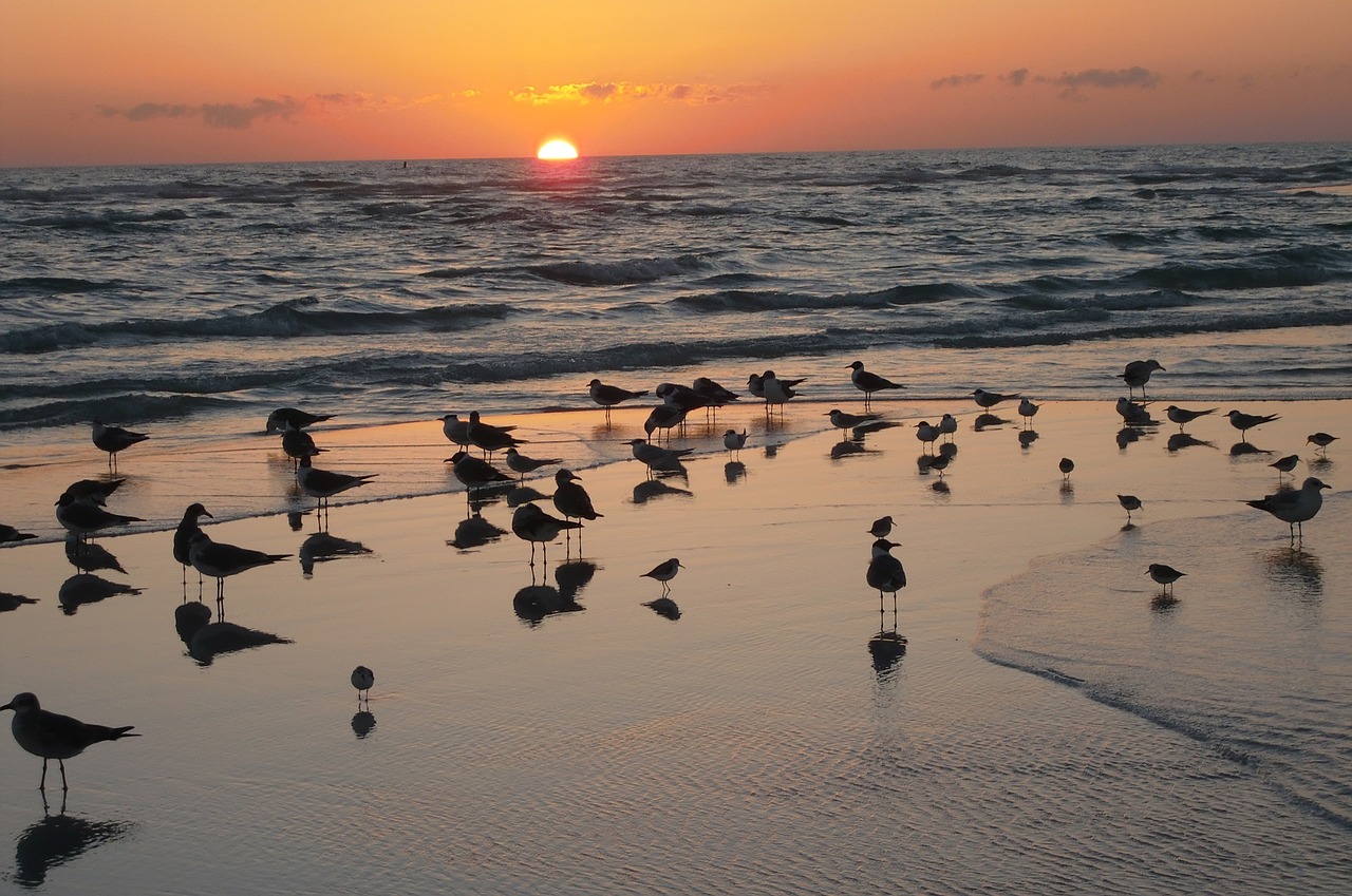 sunset ocean sea gulls free photo