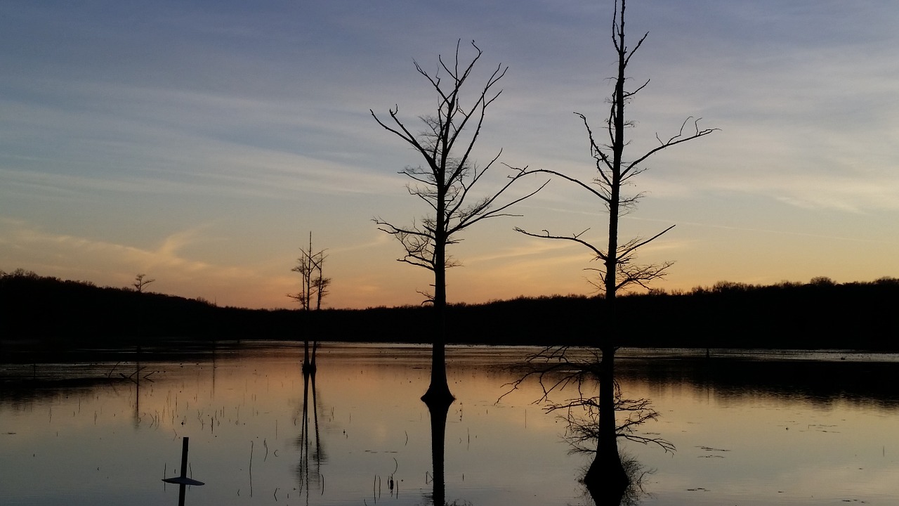 sunset swamp nature free photo