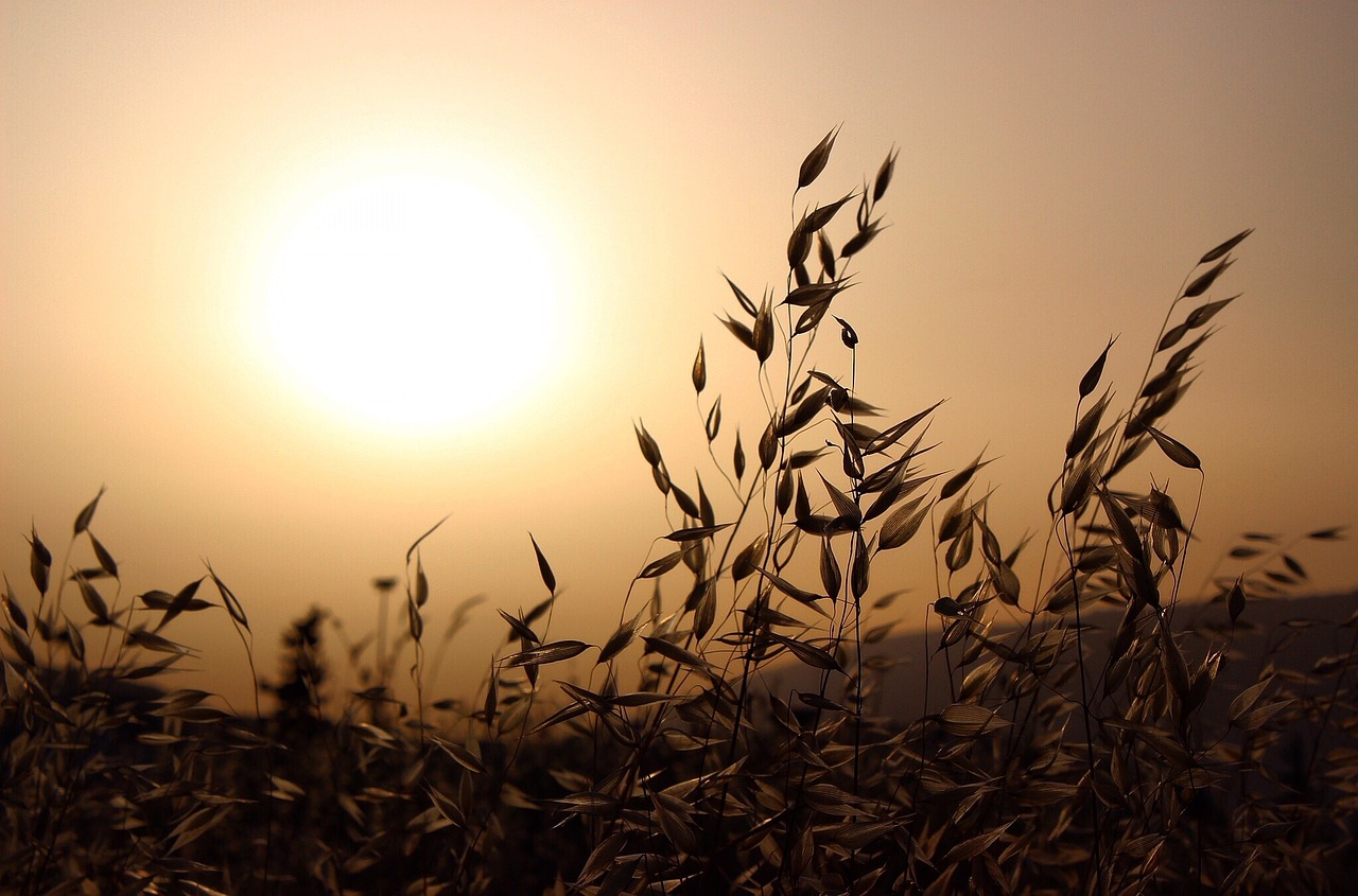 sunset dusk plants free photo