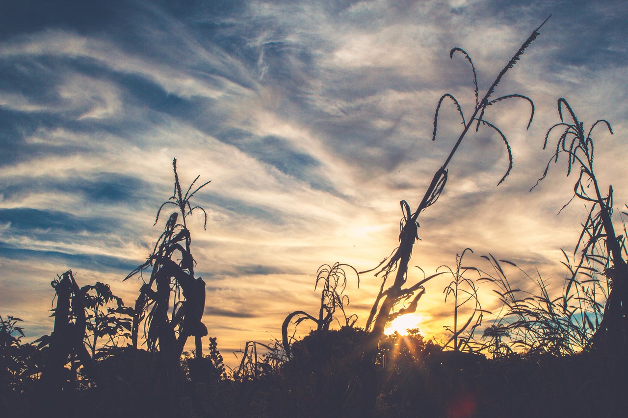 sunset silhouette plants free photo