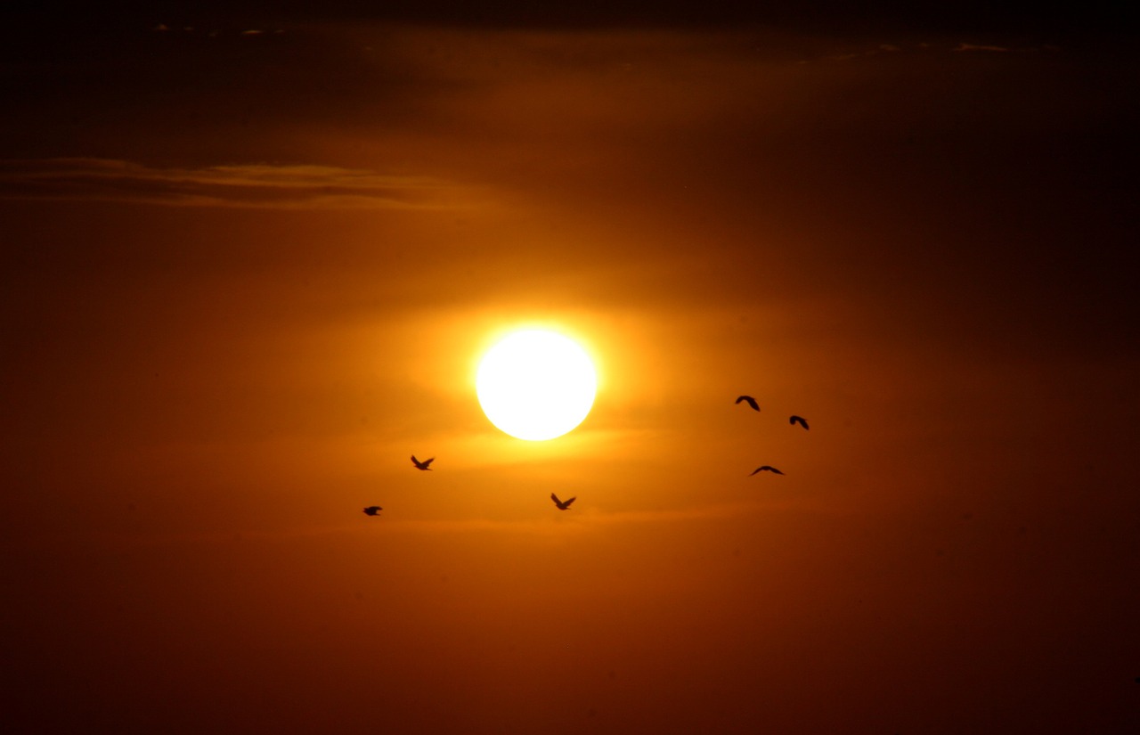 sunset sun birds free photo