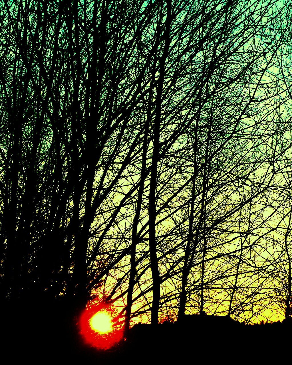 sunset tree branches free photo