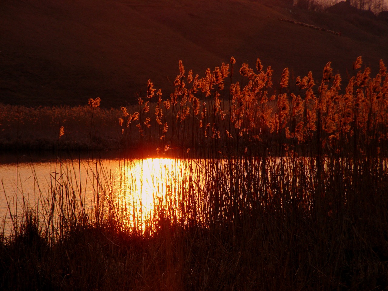 sunset lake cane free photo