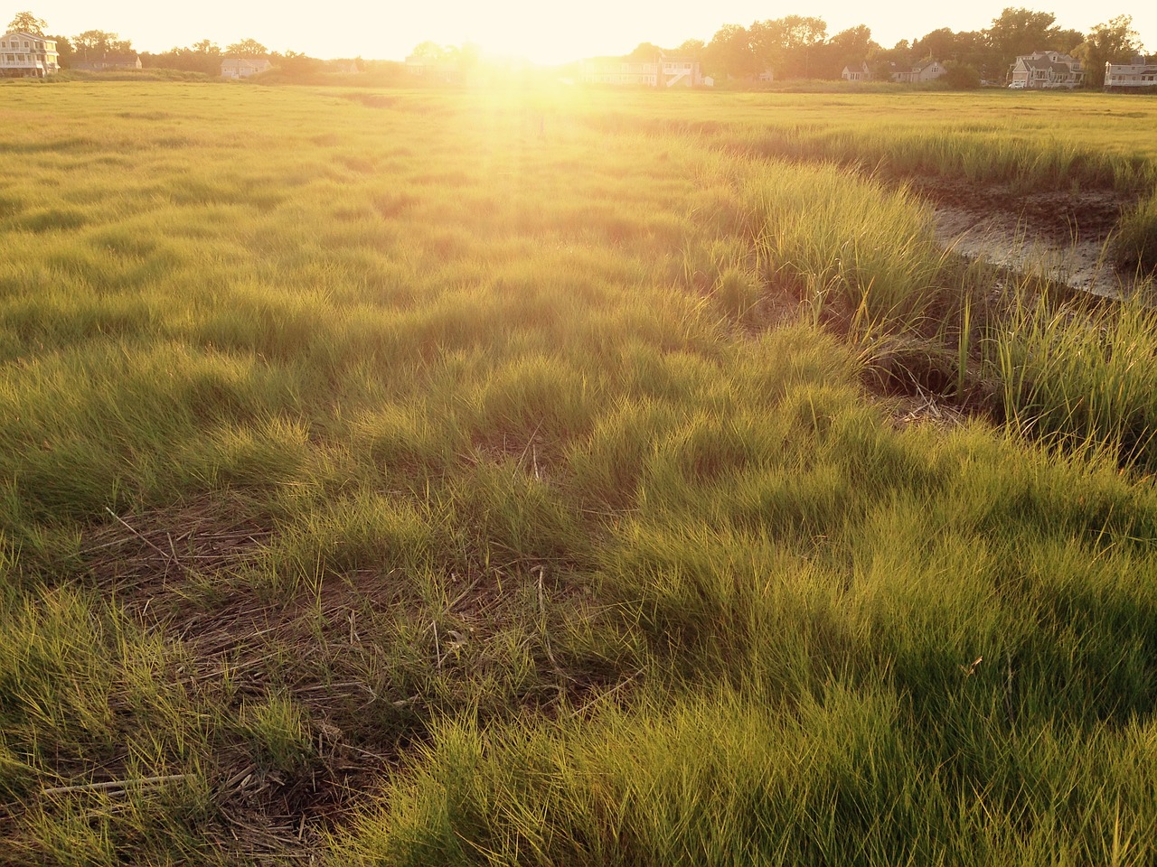 sunset green yellow free photo