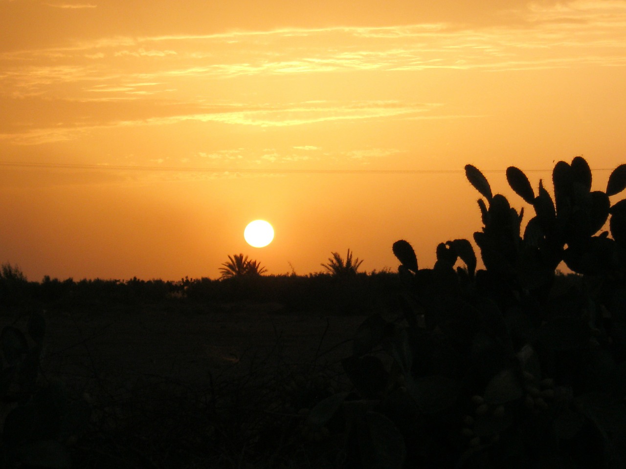 sunset cactus shadow free photo