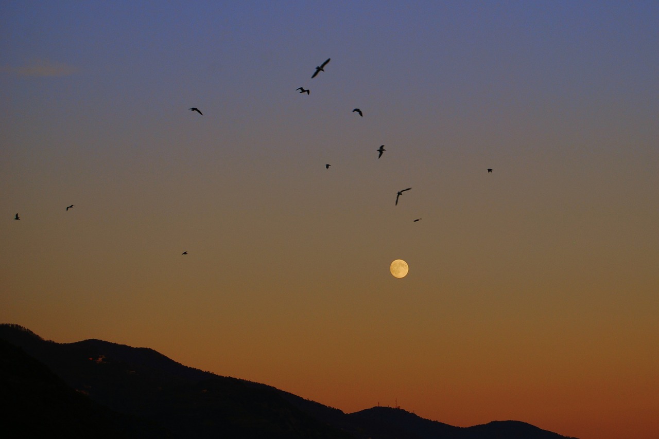 sunset luna birds free photo