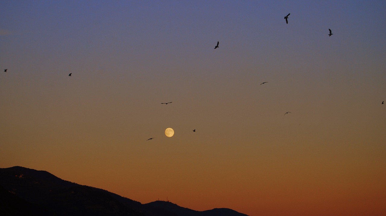 sunset luna birds free photo