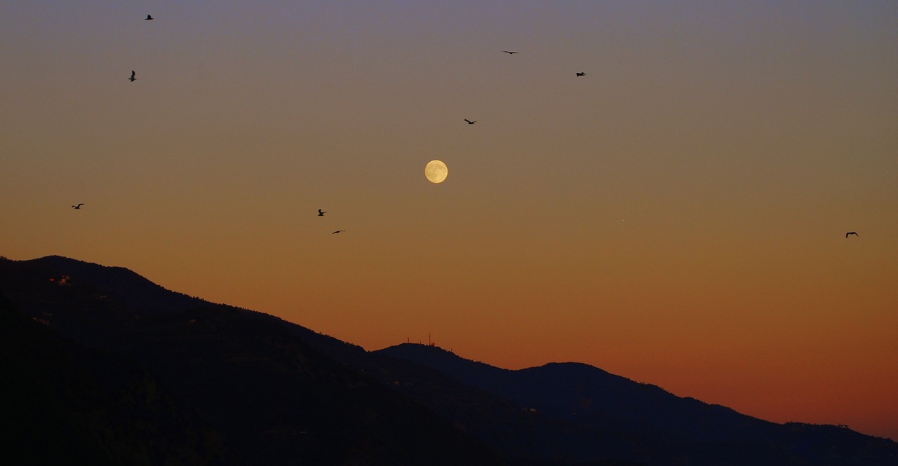 sunset luna birds free photo