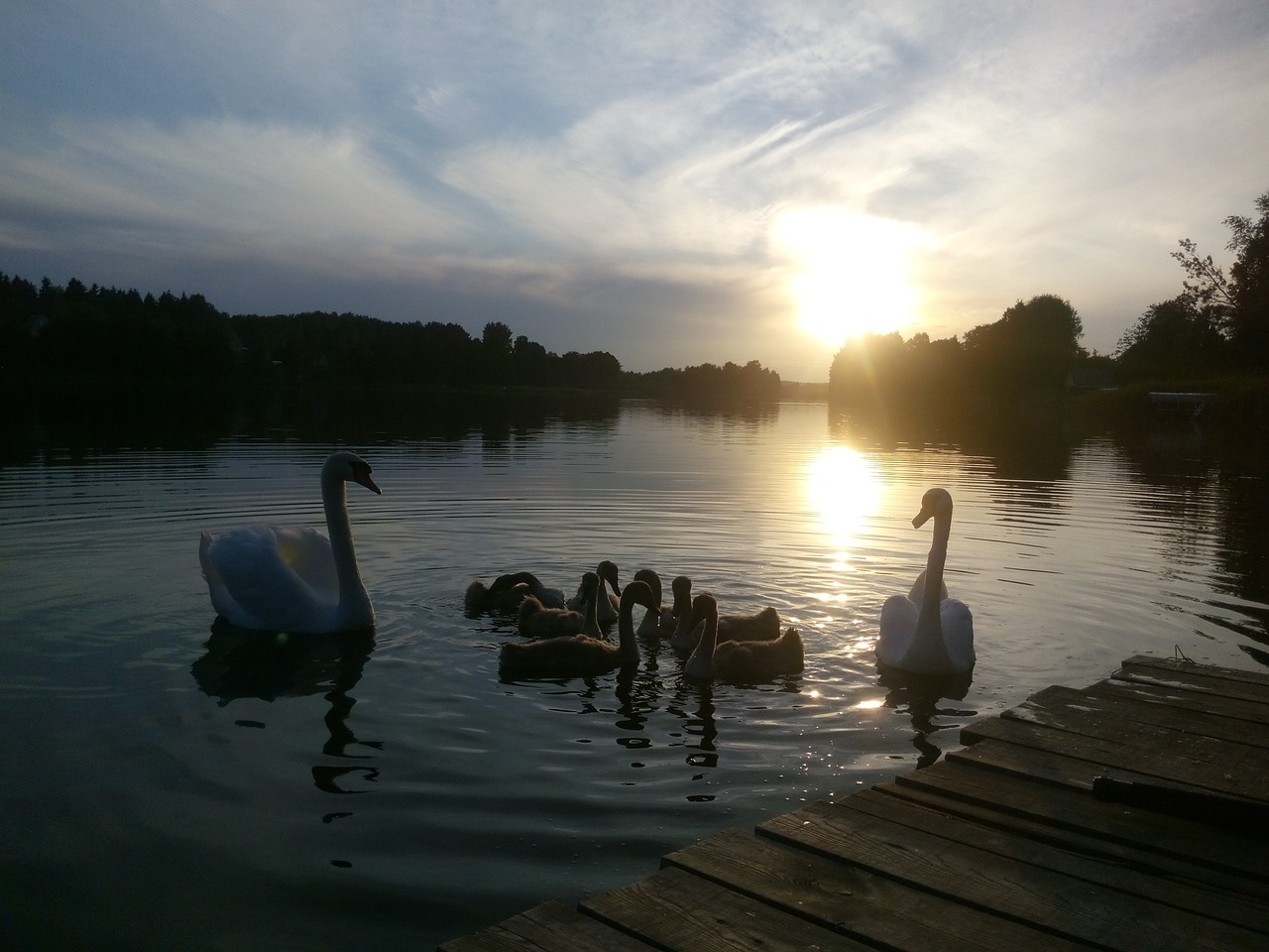 sunset lake swans free photo