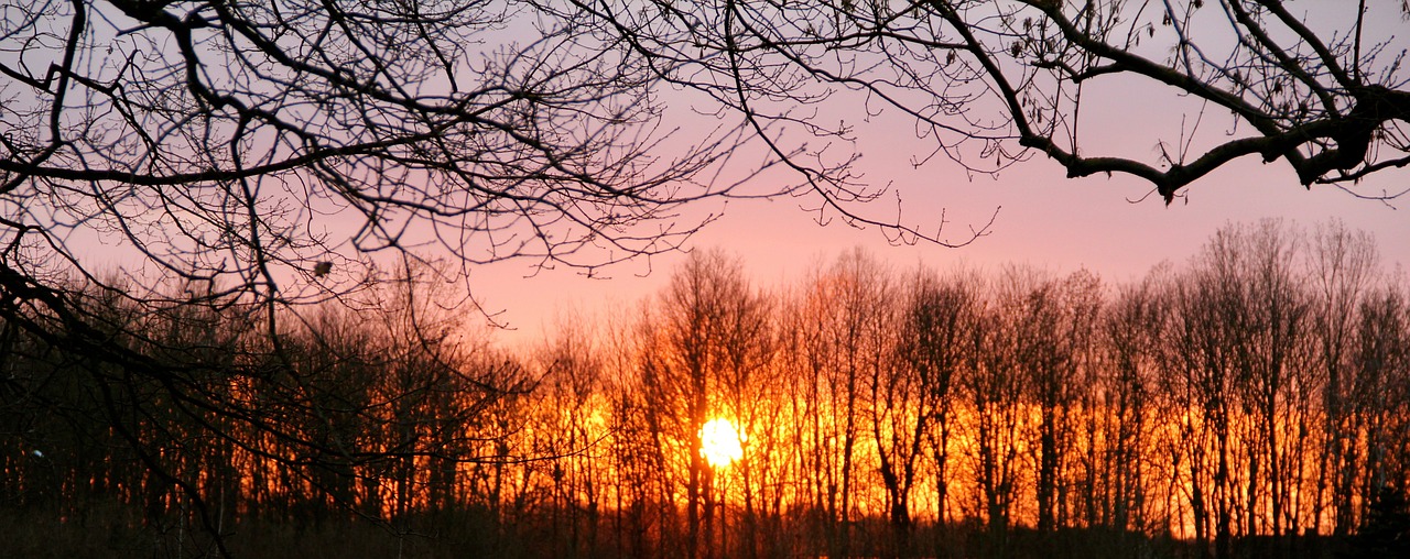 sunset trees winter free photo