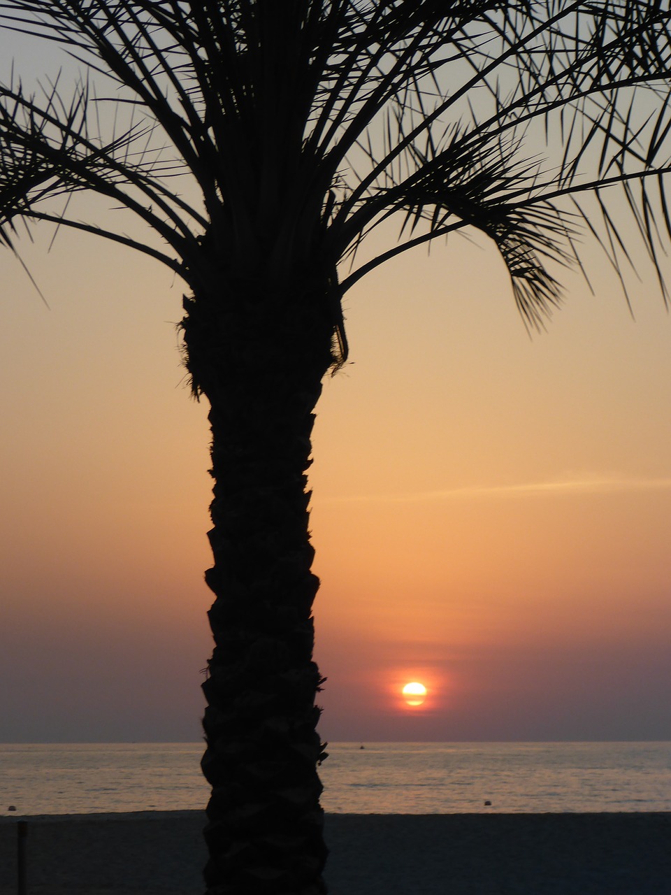sunset palm stra free photo