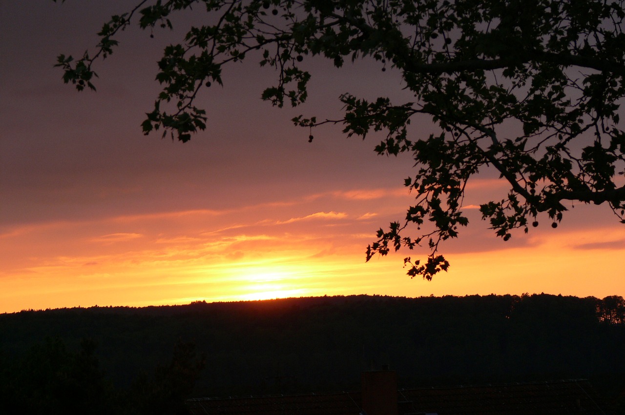 sunset tree branch in the sunset dusk free photo