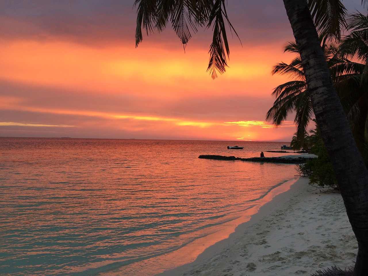 sunset palm trees evening sky free photo