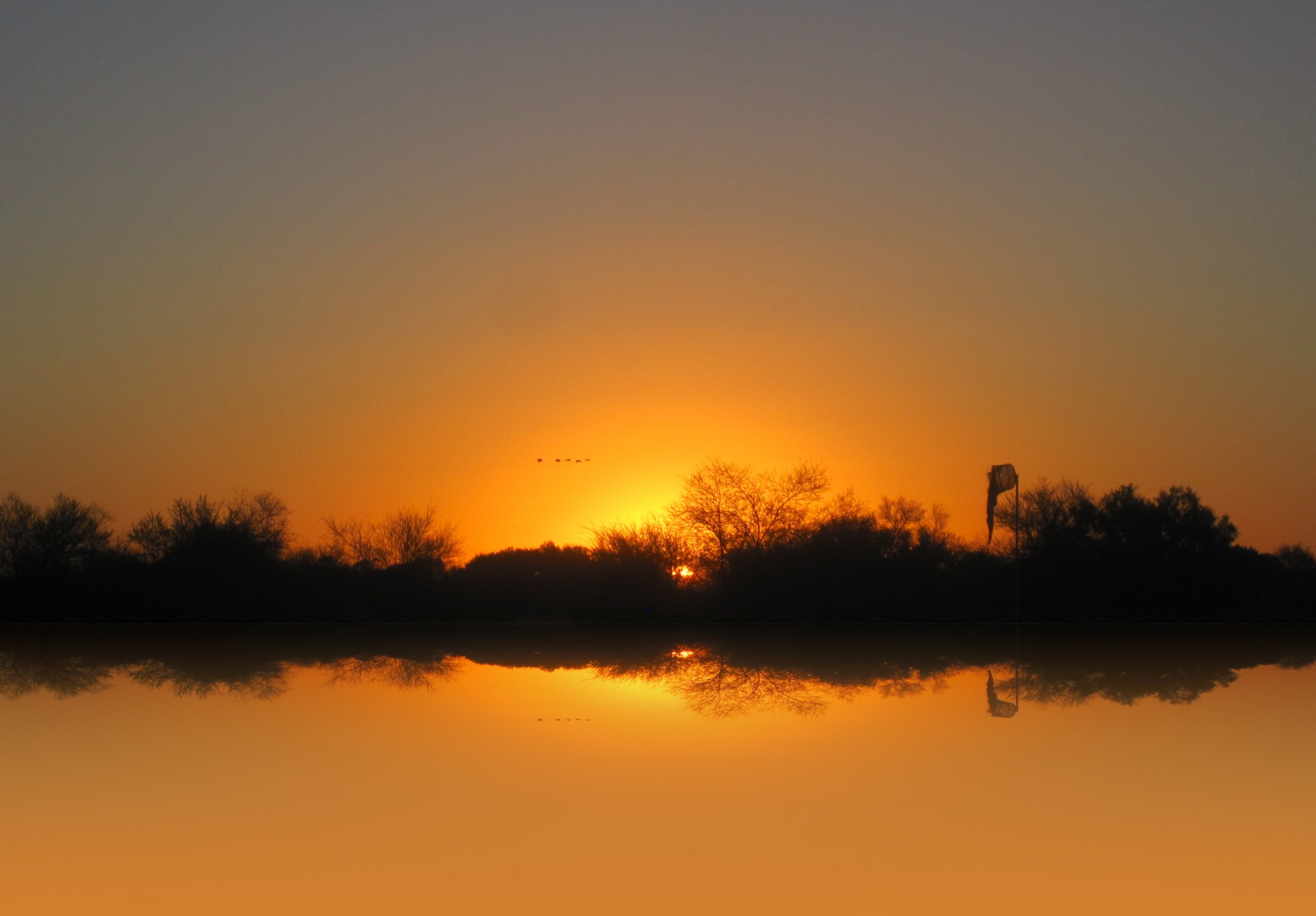 sunset gold bush free photo