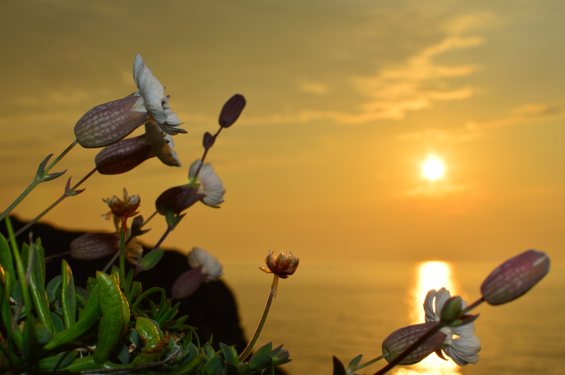 sunset flowers coast free photo