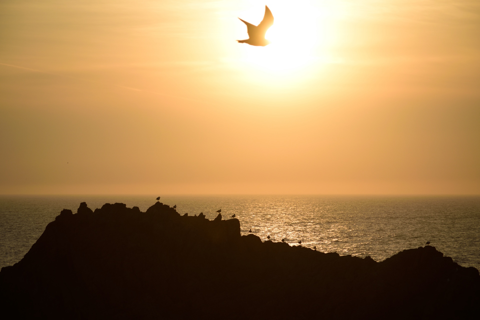 bird sky sunset free photo