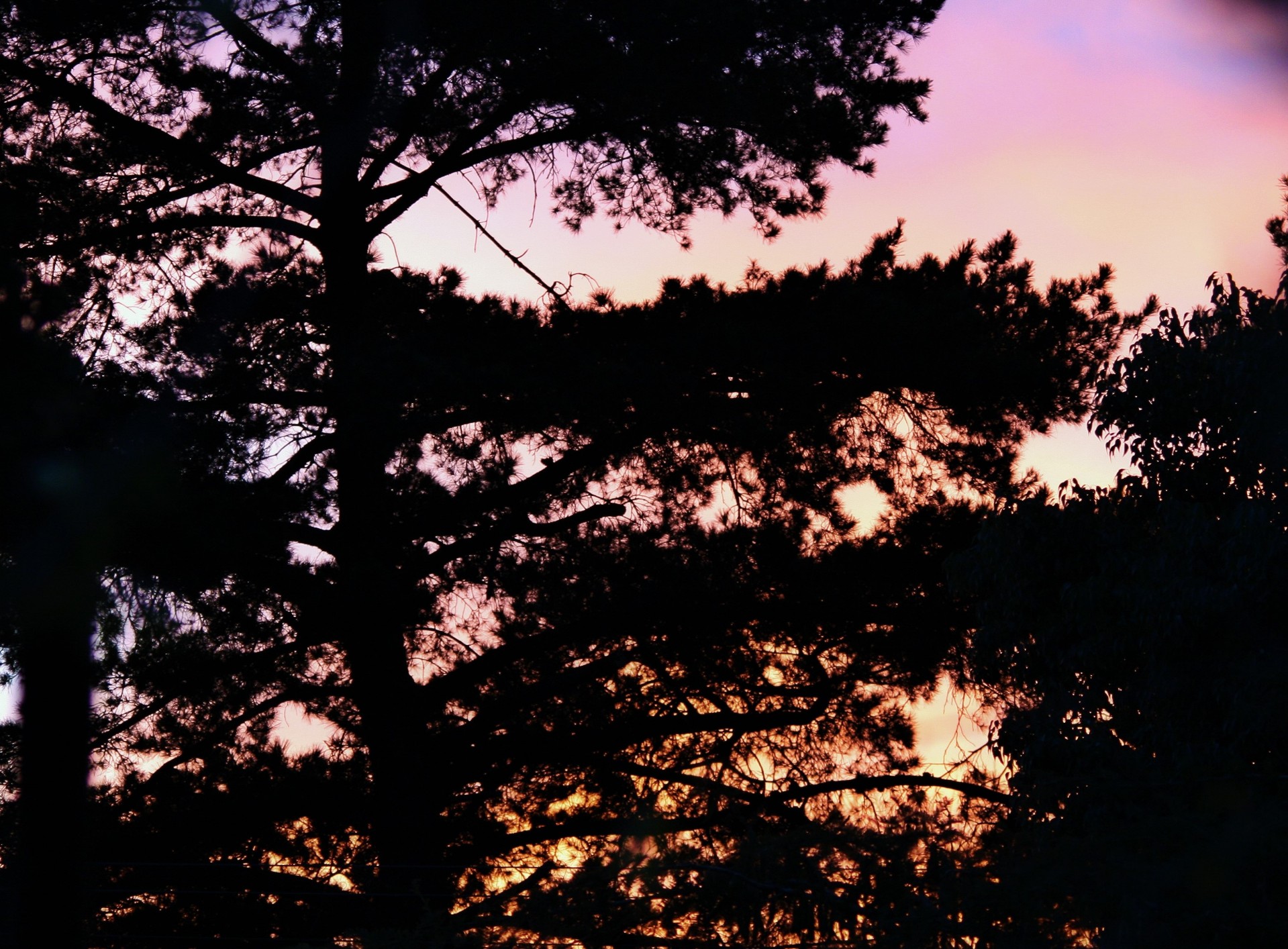 tree silhouette sunset free photo