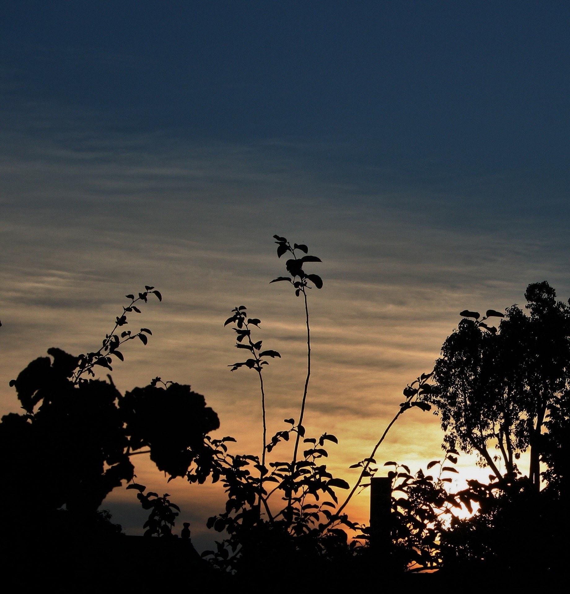 sunset soft trees free photo