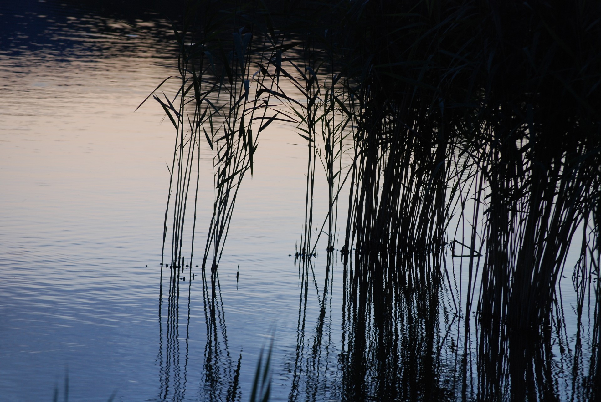 reed water sunset free photo