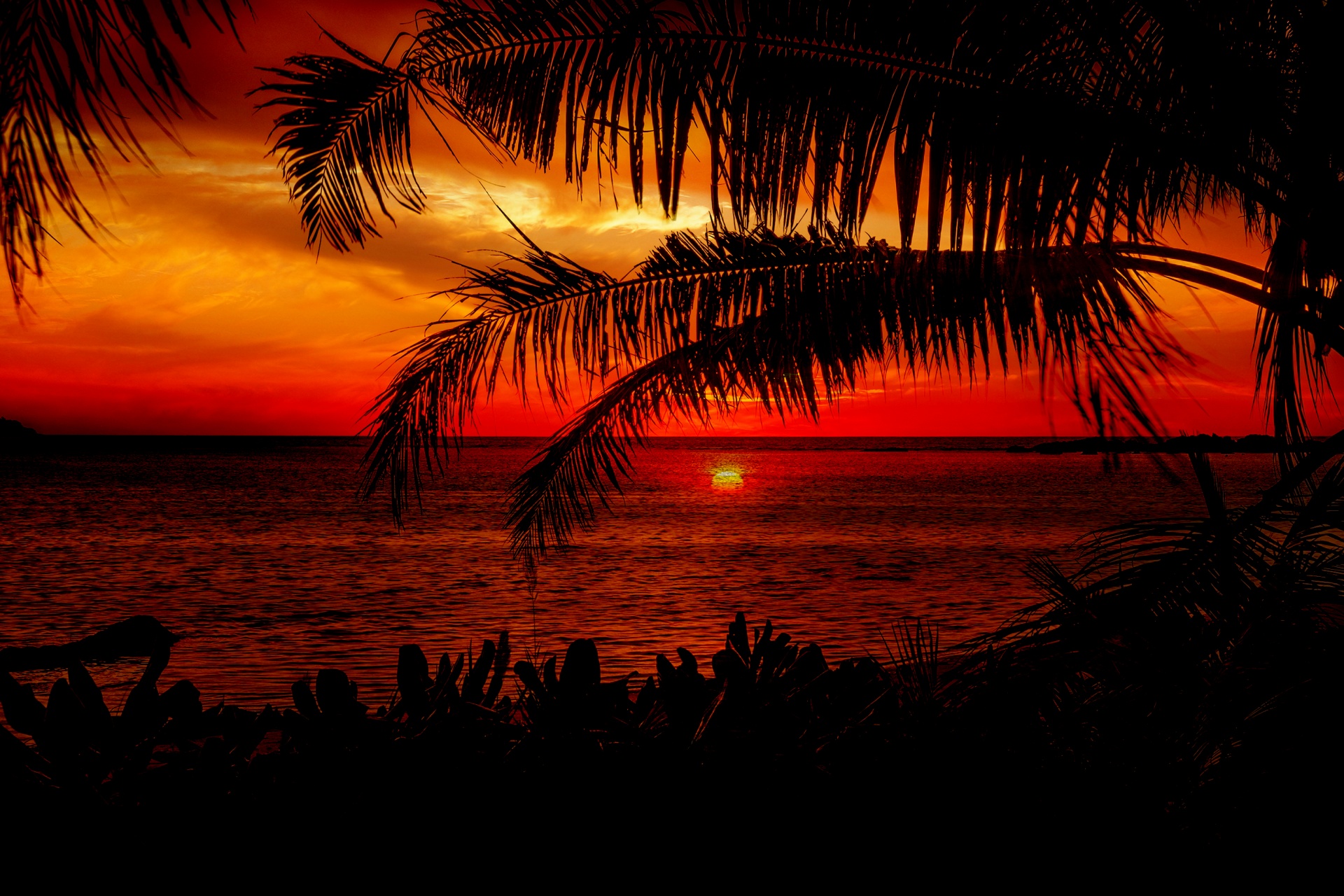 Красный закат пальмы