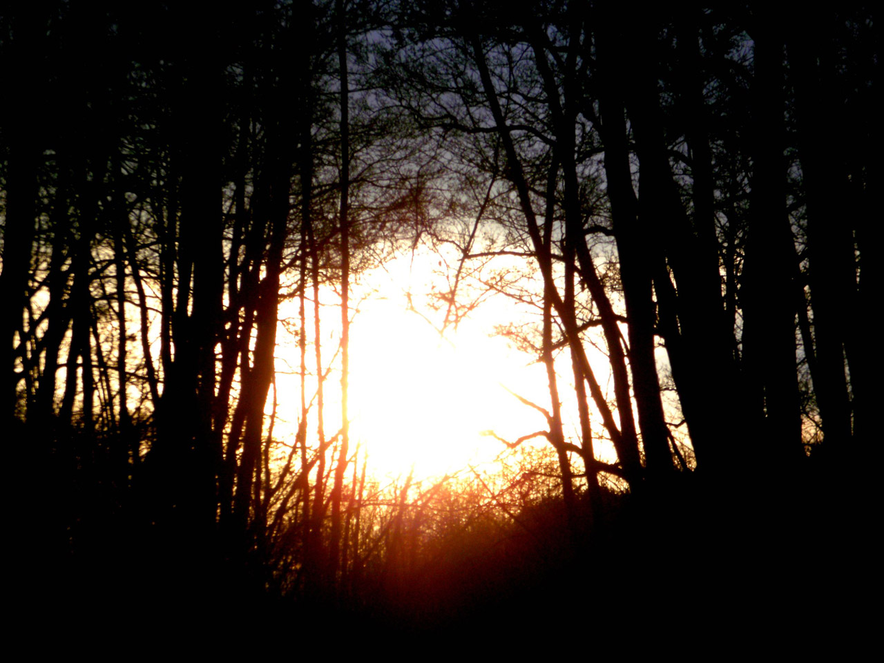 sunset trees dark free photo