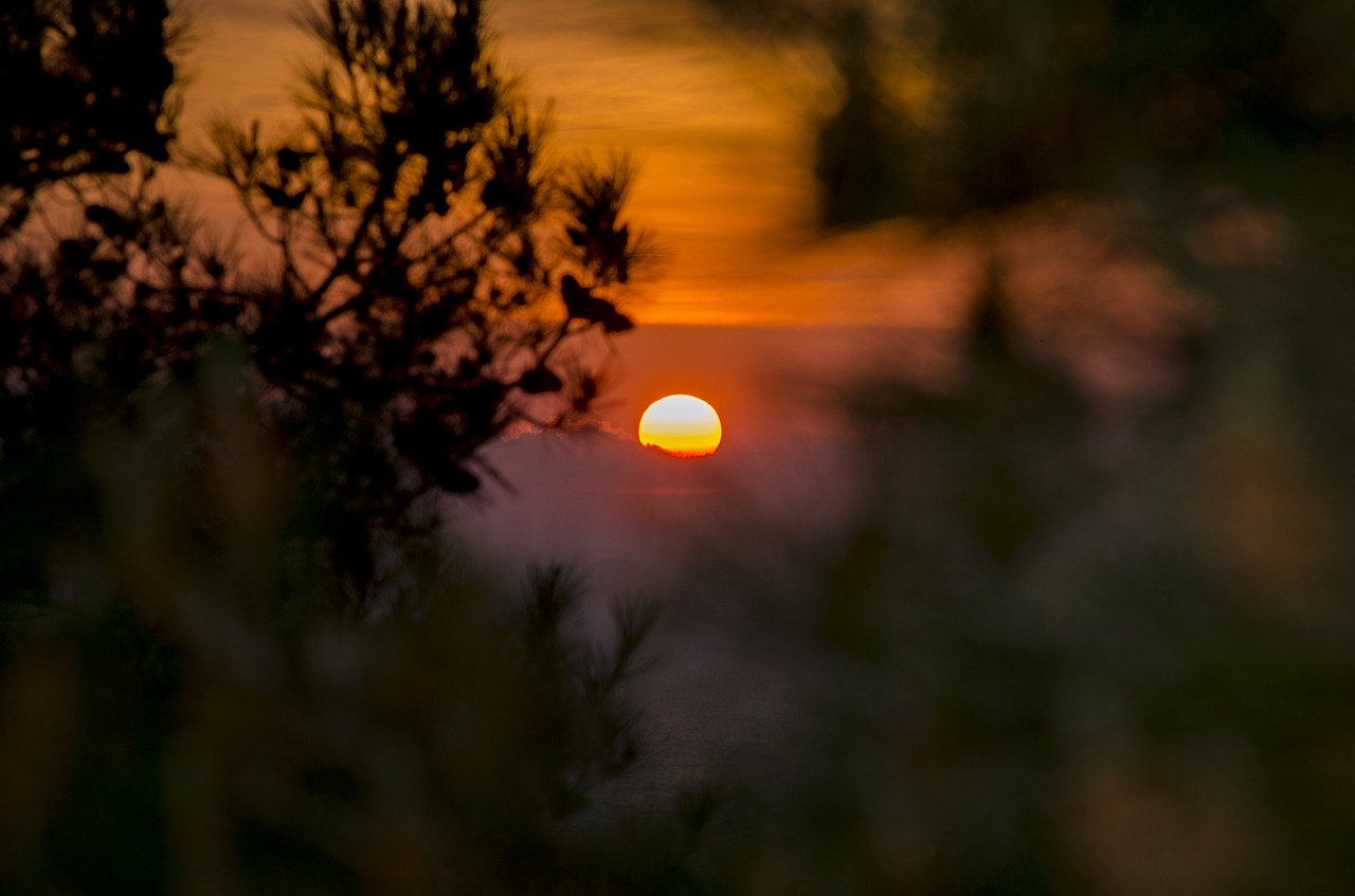 sunset in the forest  sun  nature free photo