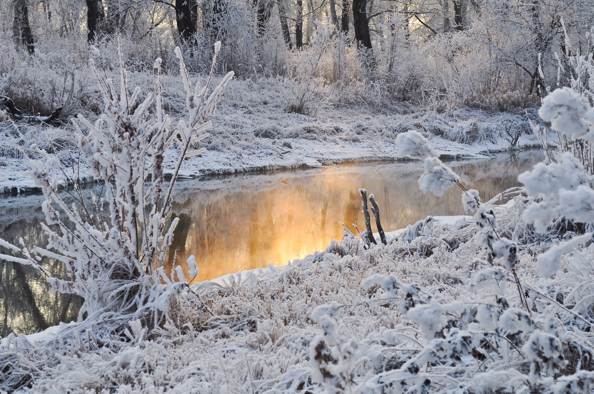 snow trees winter free photo