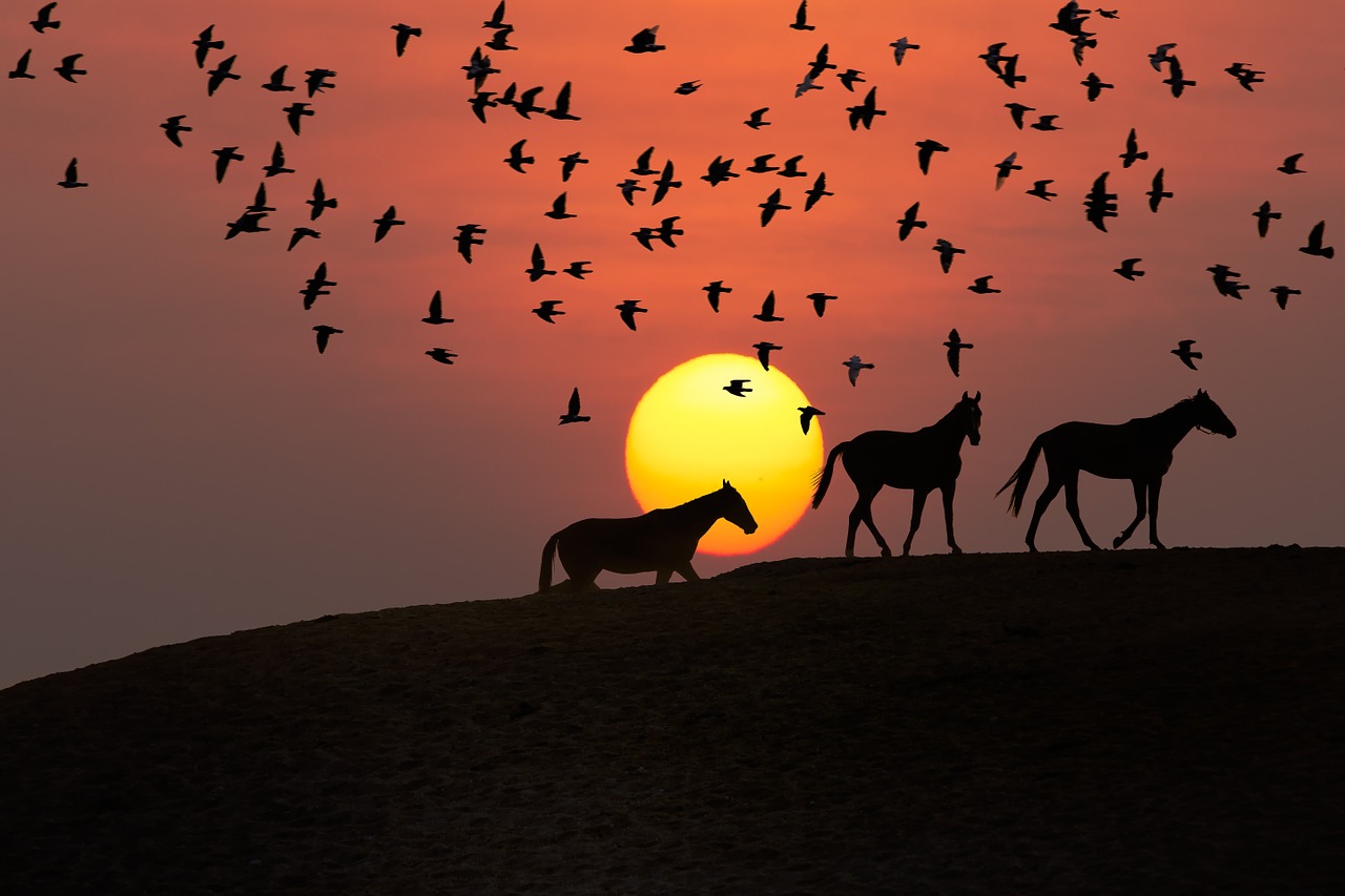 sunset landscape bird silhouette free photo