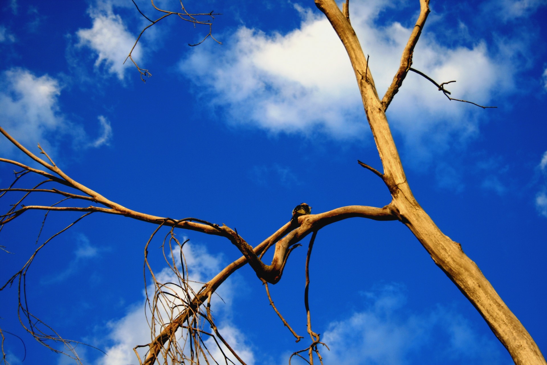 sunset branches trunk free photo