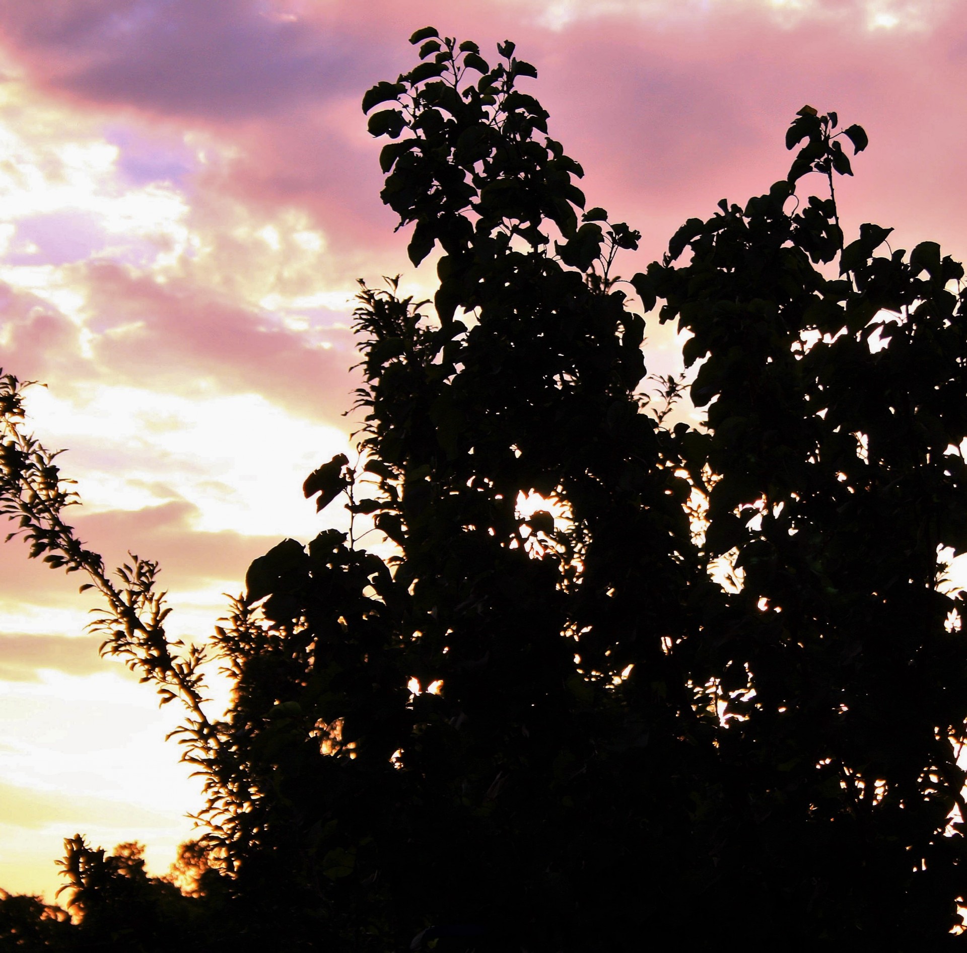 tree sun clouds free photo