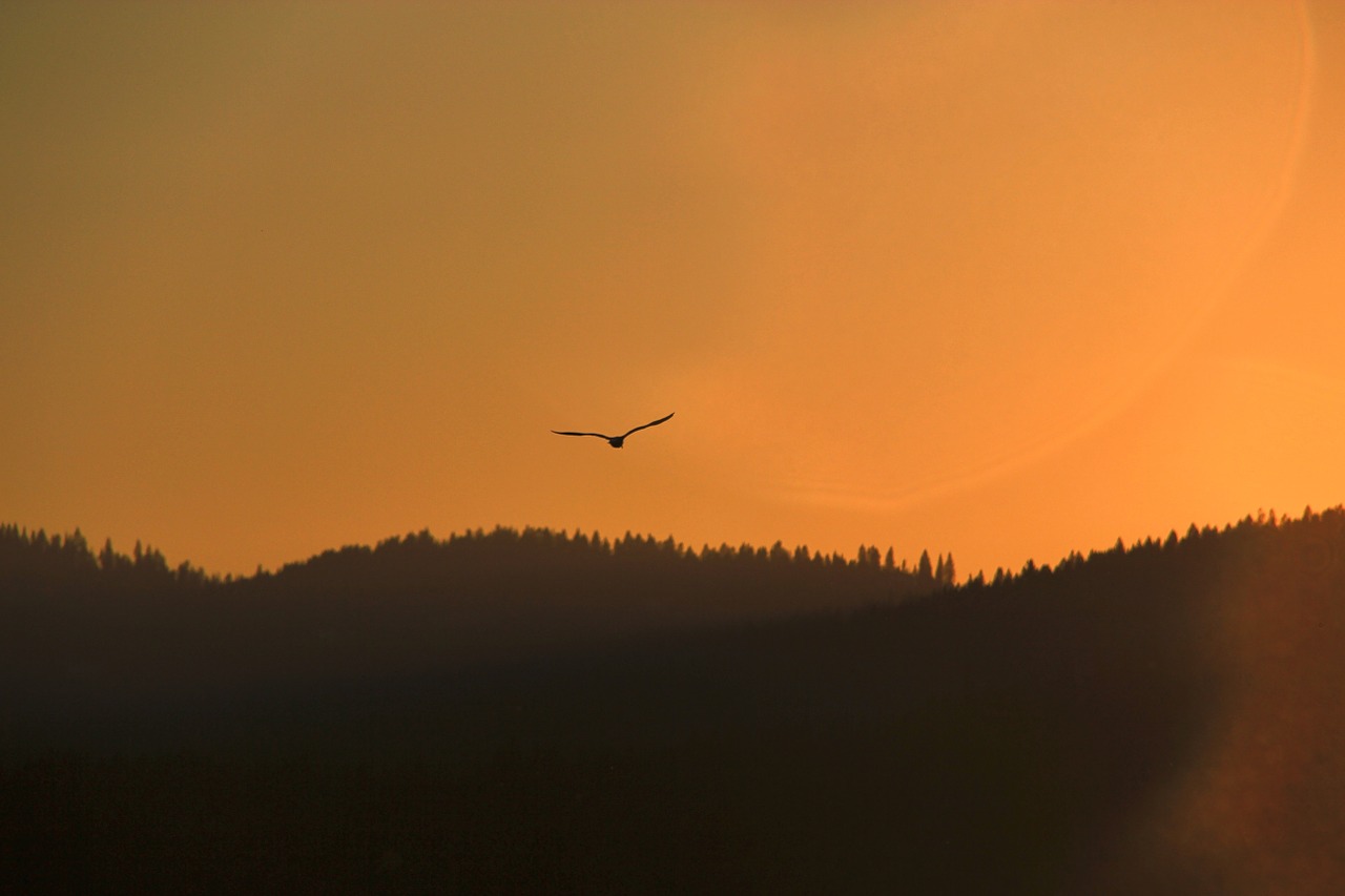 sunset mountains silhouette bird free photo