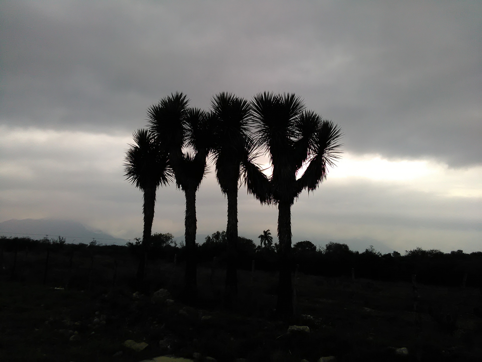 landscape sunset joshua free photo