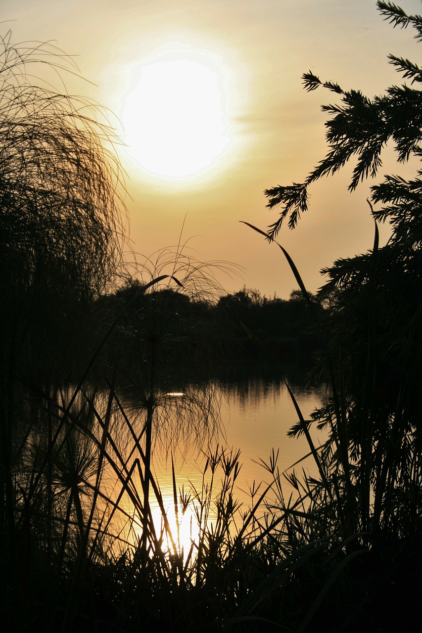 sunset over pond pond water free photo