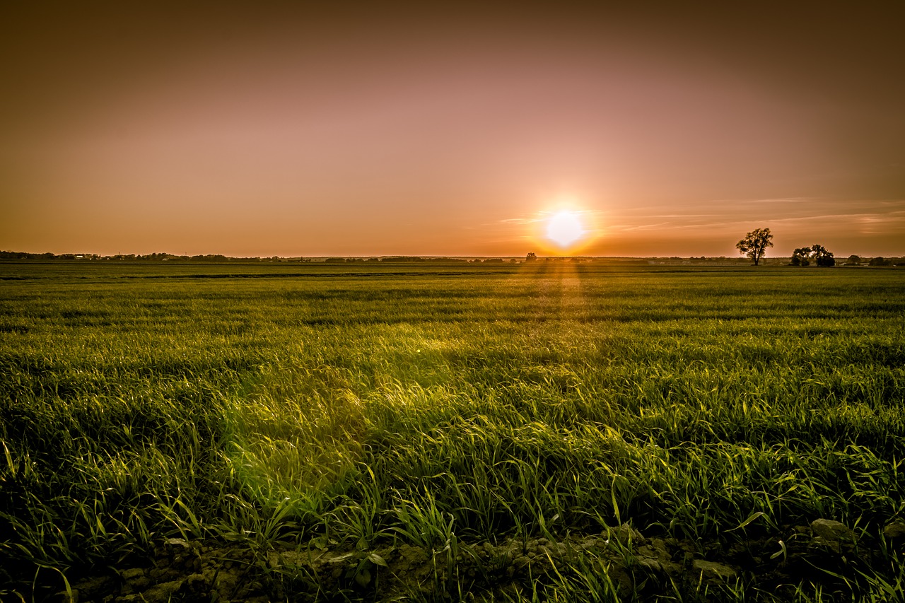 sunset over the fields  meadows  evening free photo