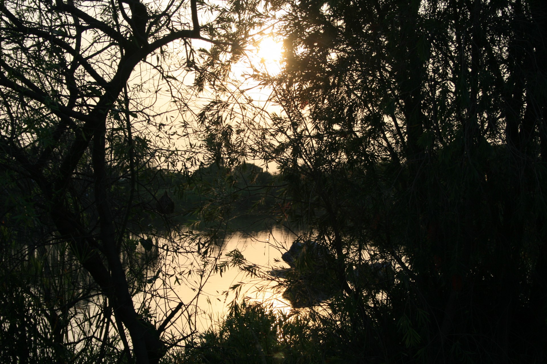 pond water trees free photo