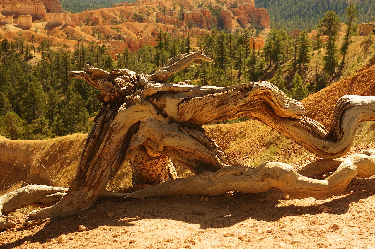 sunset point gnarled wood  bryce  canyon free photo