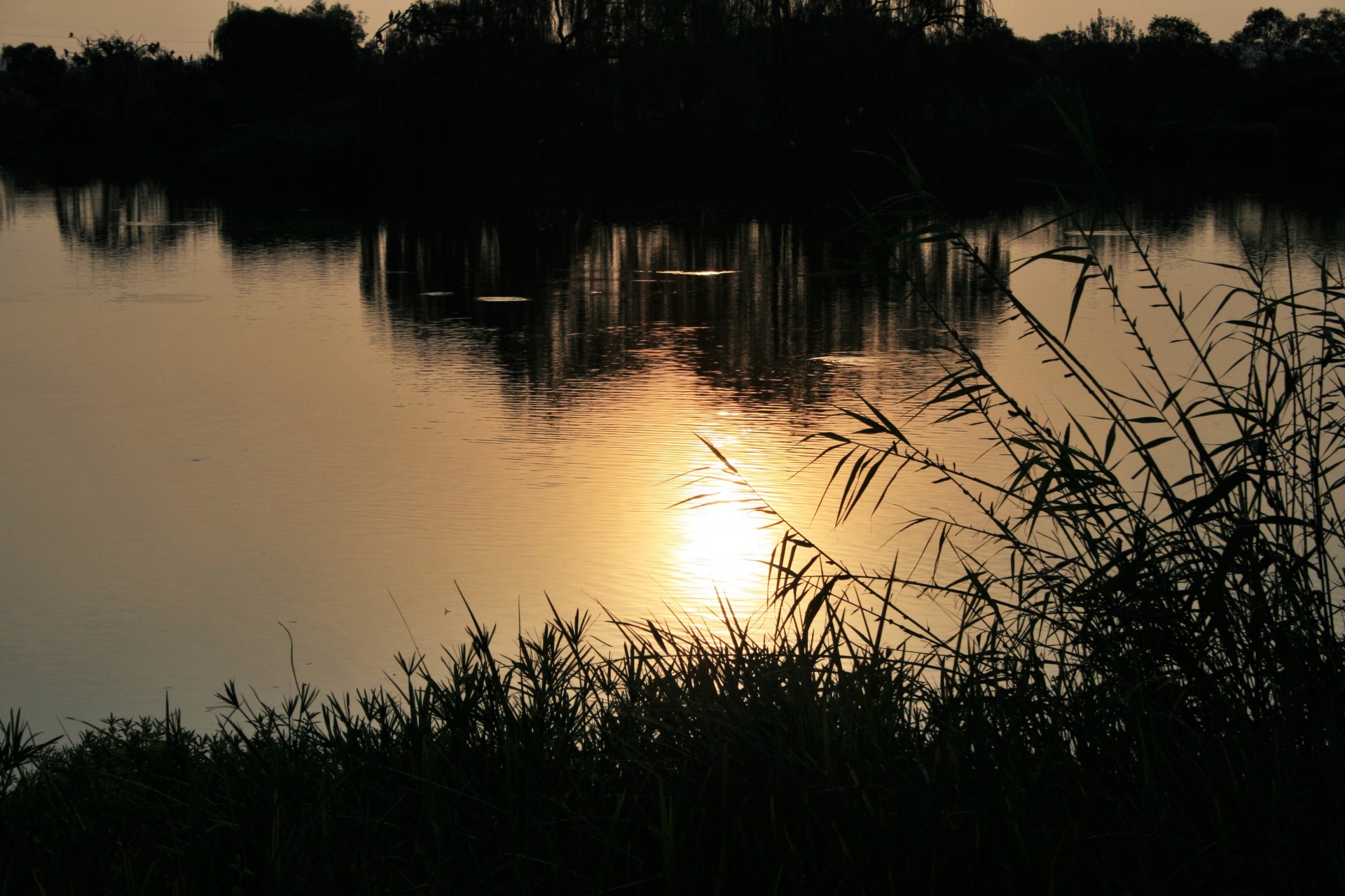 pond water sun free photo